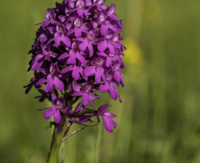 Orhidee-Autor-Jaak-Neljandik1-500x500