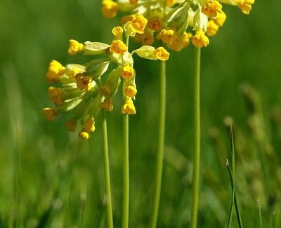 Eesti otsib nurmenukke